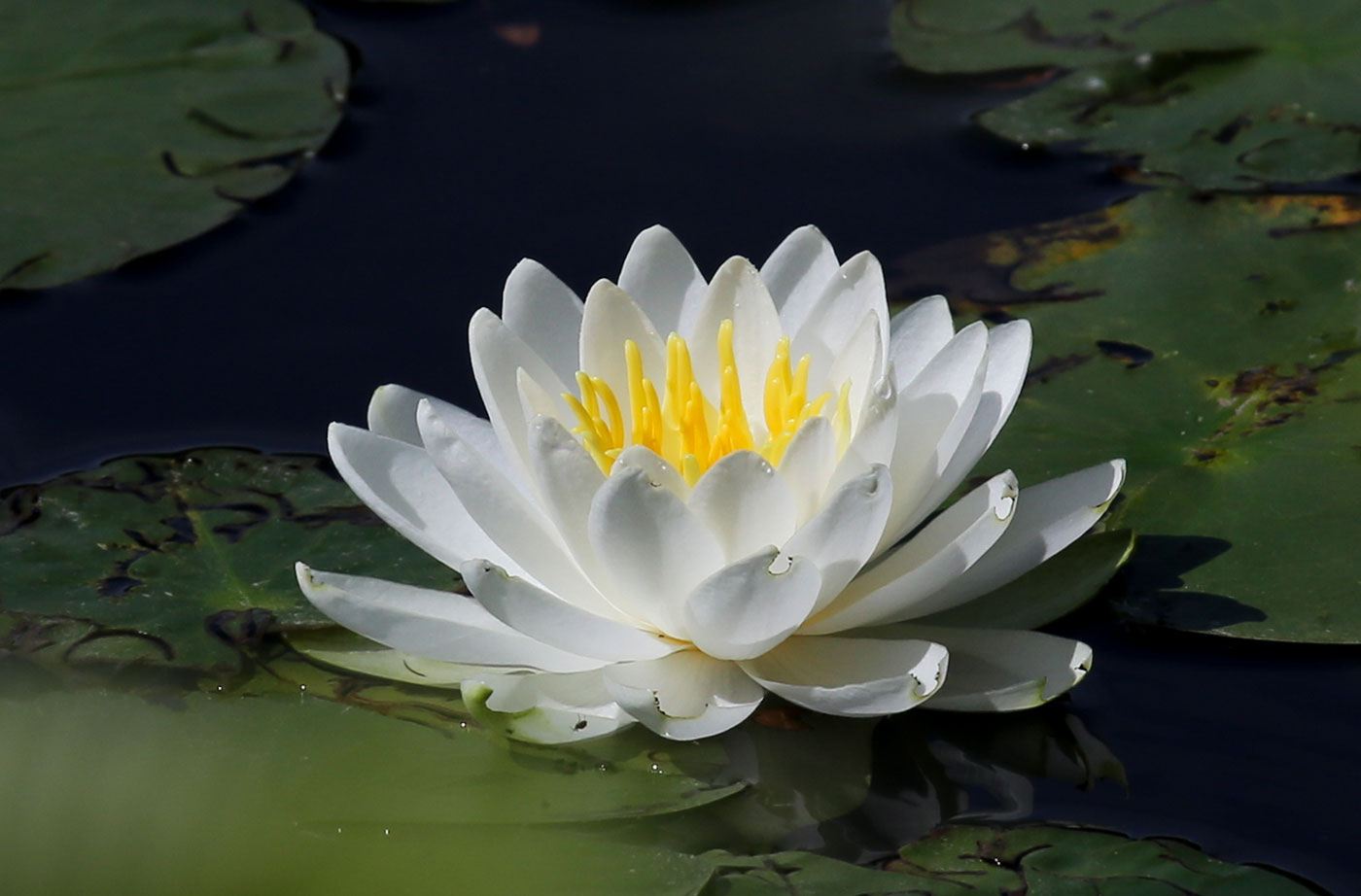 water lily