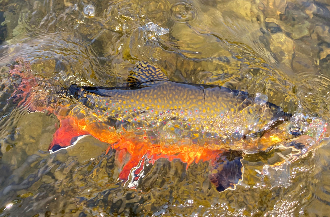 brook trout