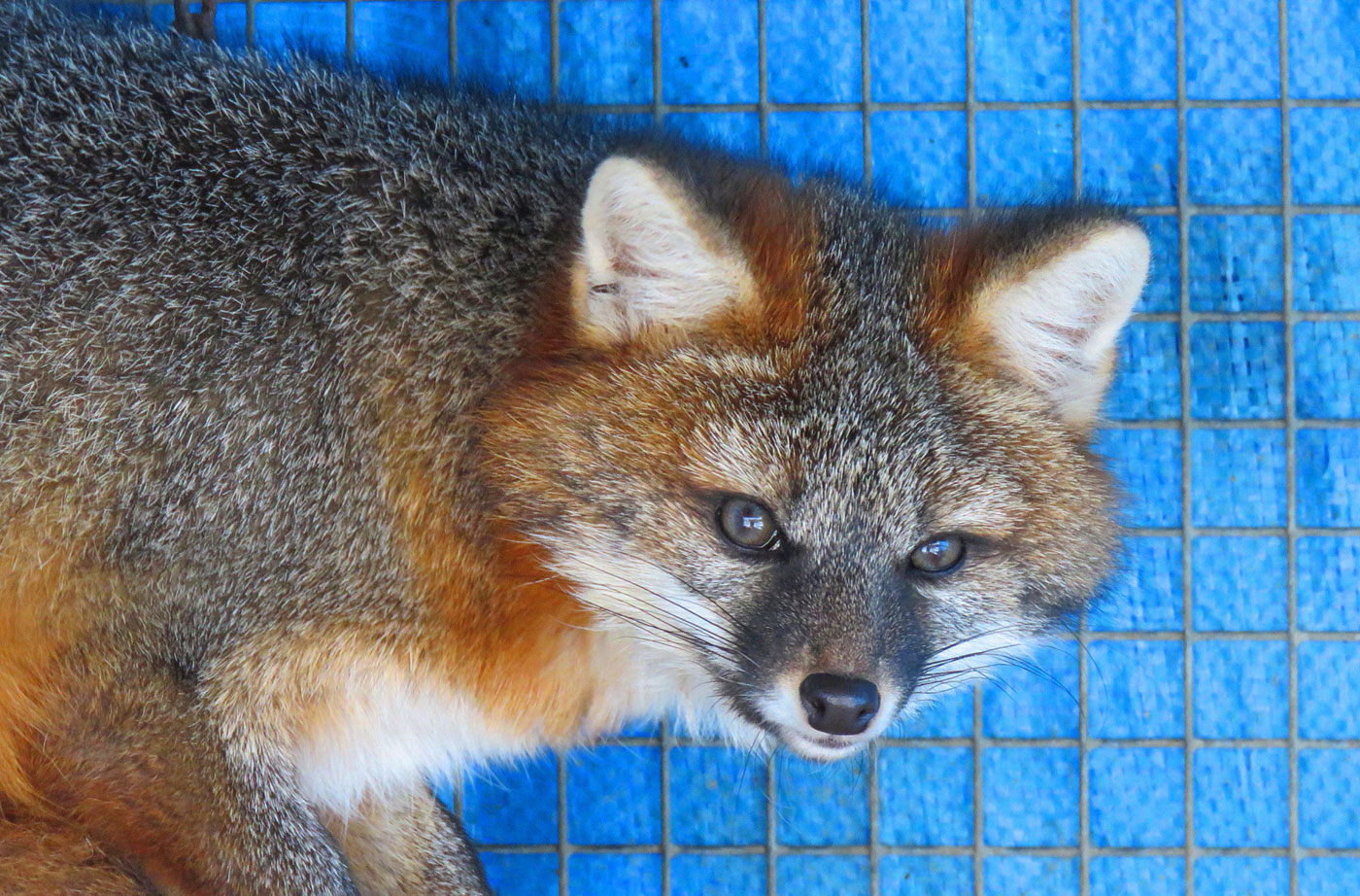 Gray Fox