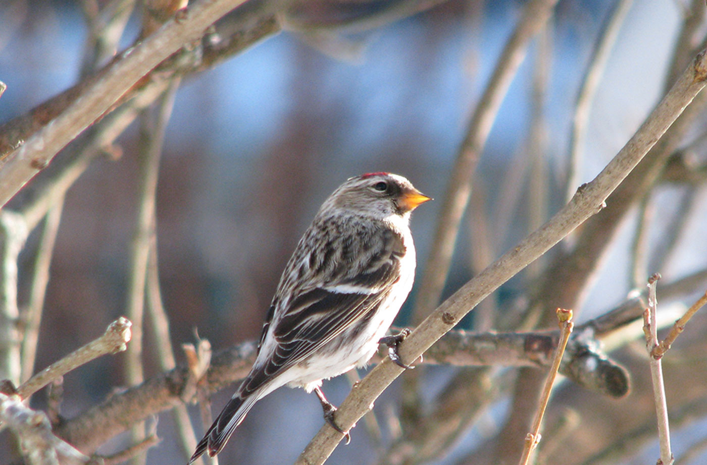 Common-Redpoll-Jeff-Wells