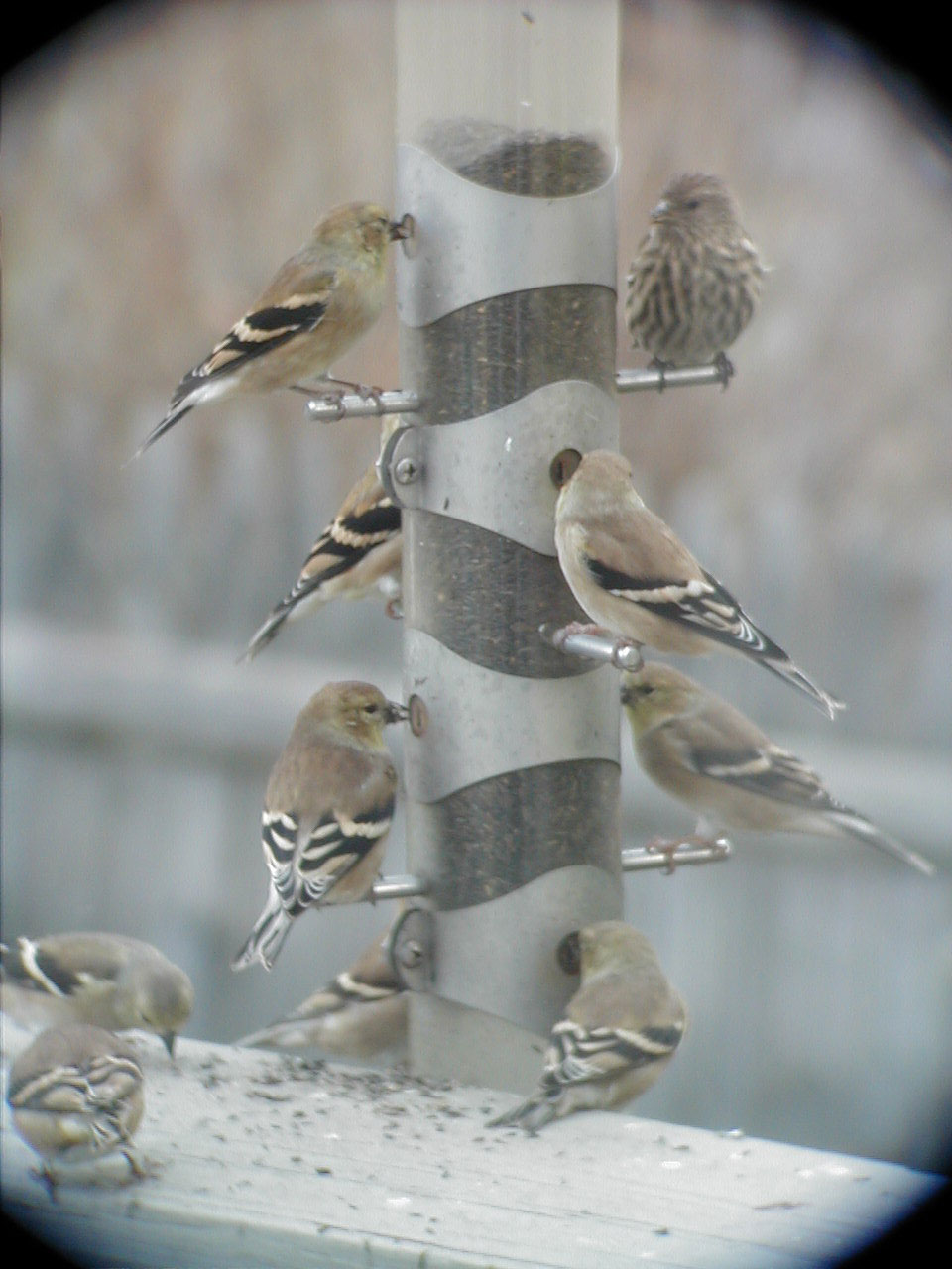 thistle feeder