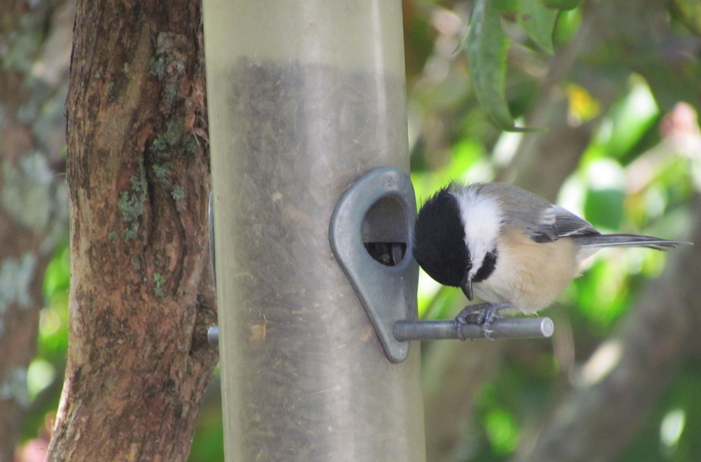 chickadee at feeder