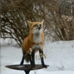 Red fox in snow