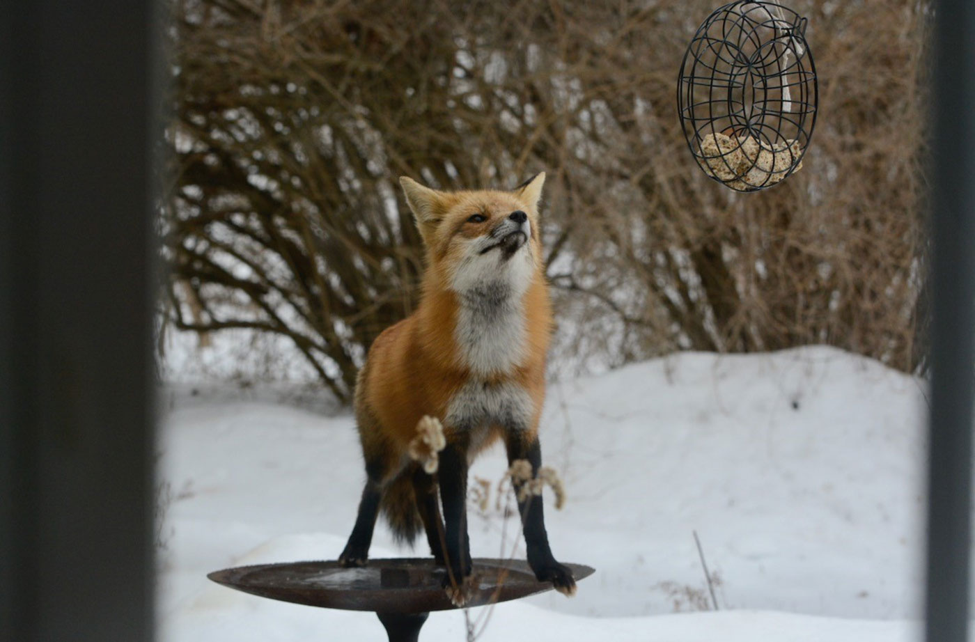 Red fox in snow