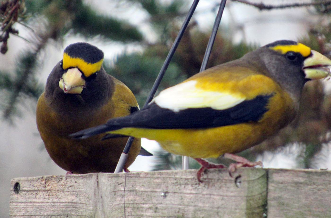 birds at platform feeder