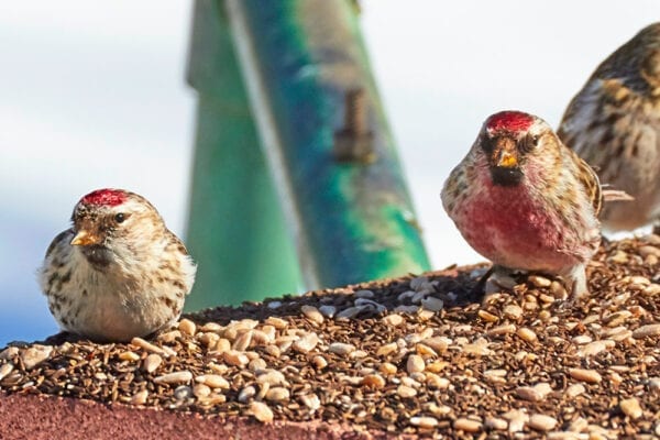 Common Redpolls by Pam Wells