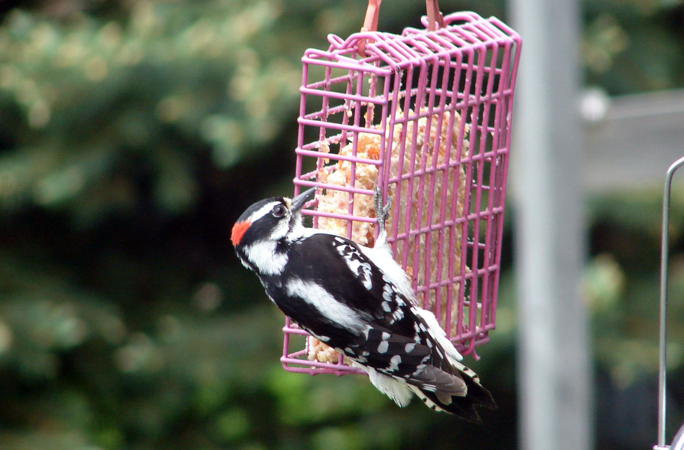 woodpecker at suet