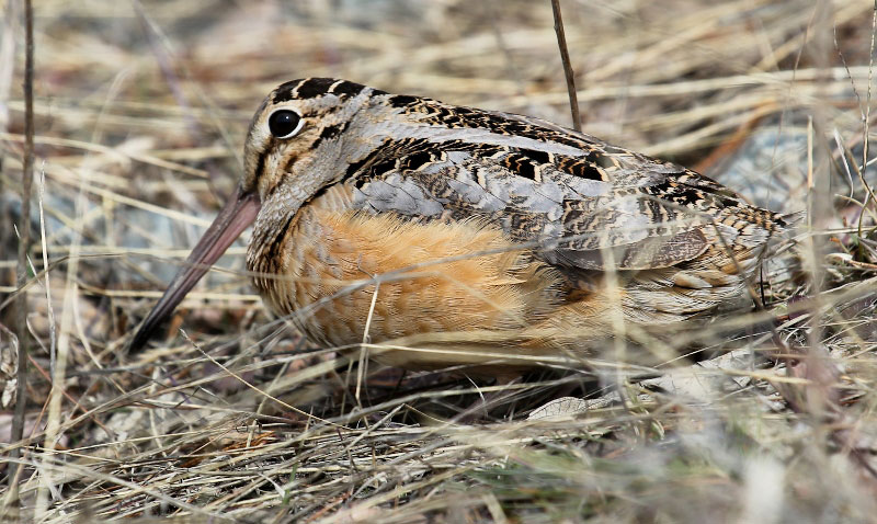 American Woodcock