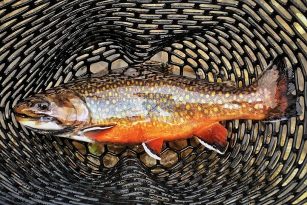 Brook trout