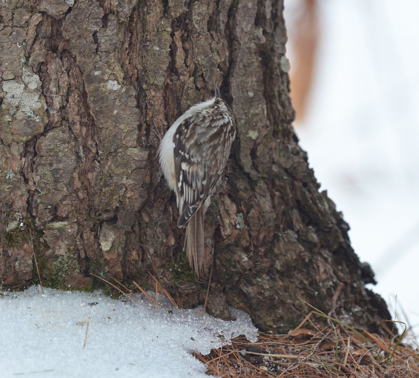 Brown Creeper by Callie Wronker