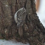 Brown Creeper by Callie Wronker