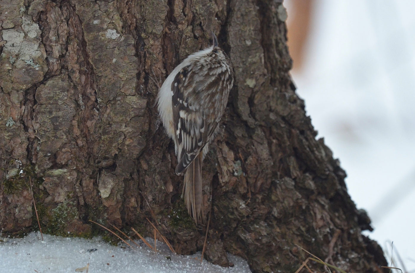 Brown Creeper by Callie Wronker