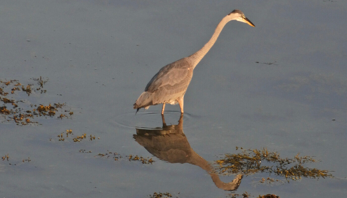 Great Blue Heron