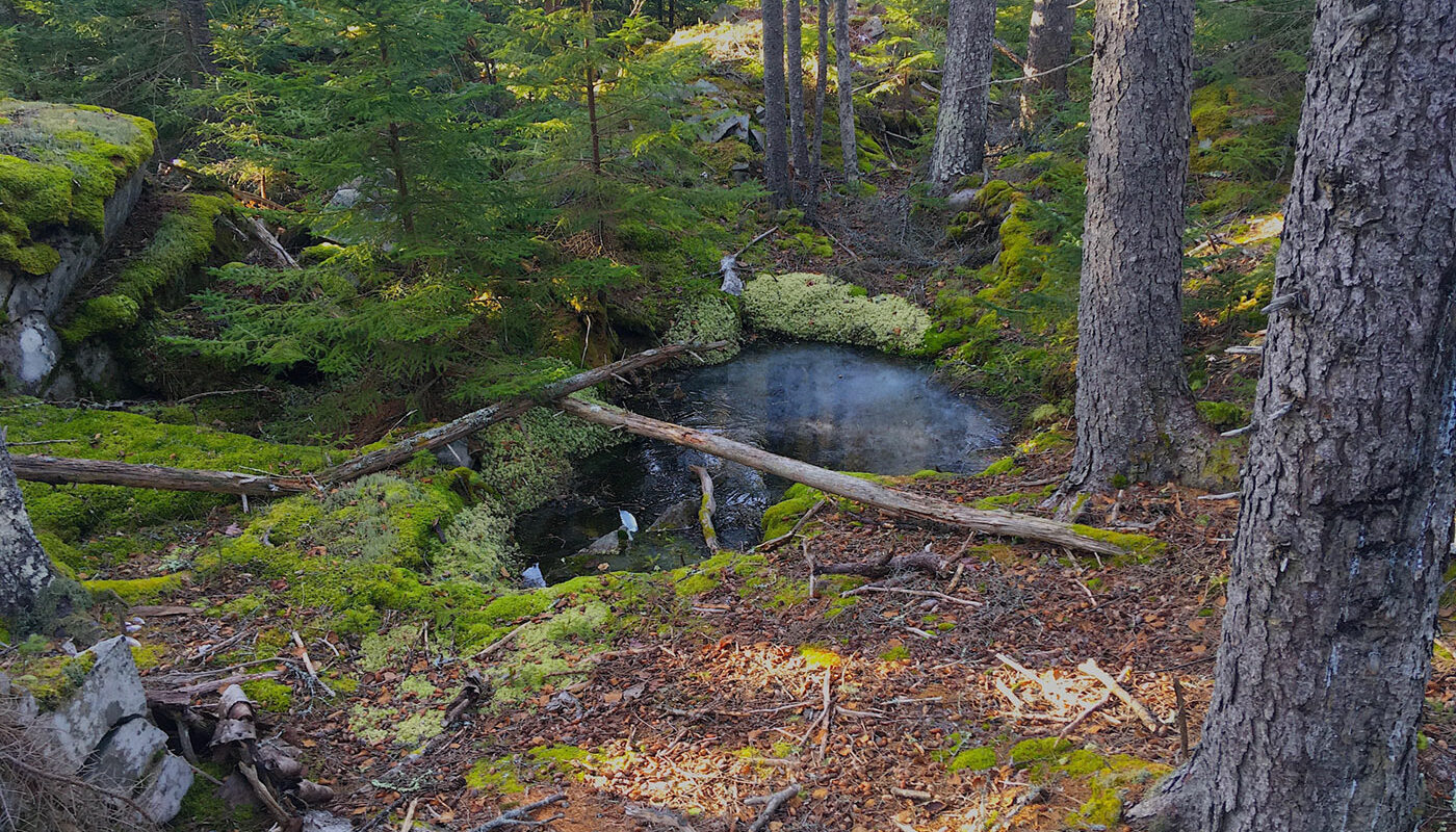 Mossy pool