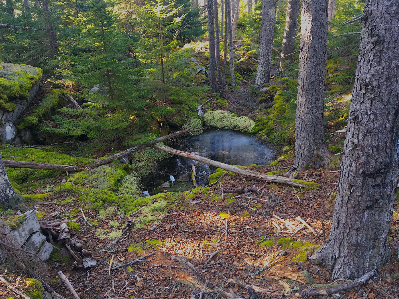 Mossy pool