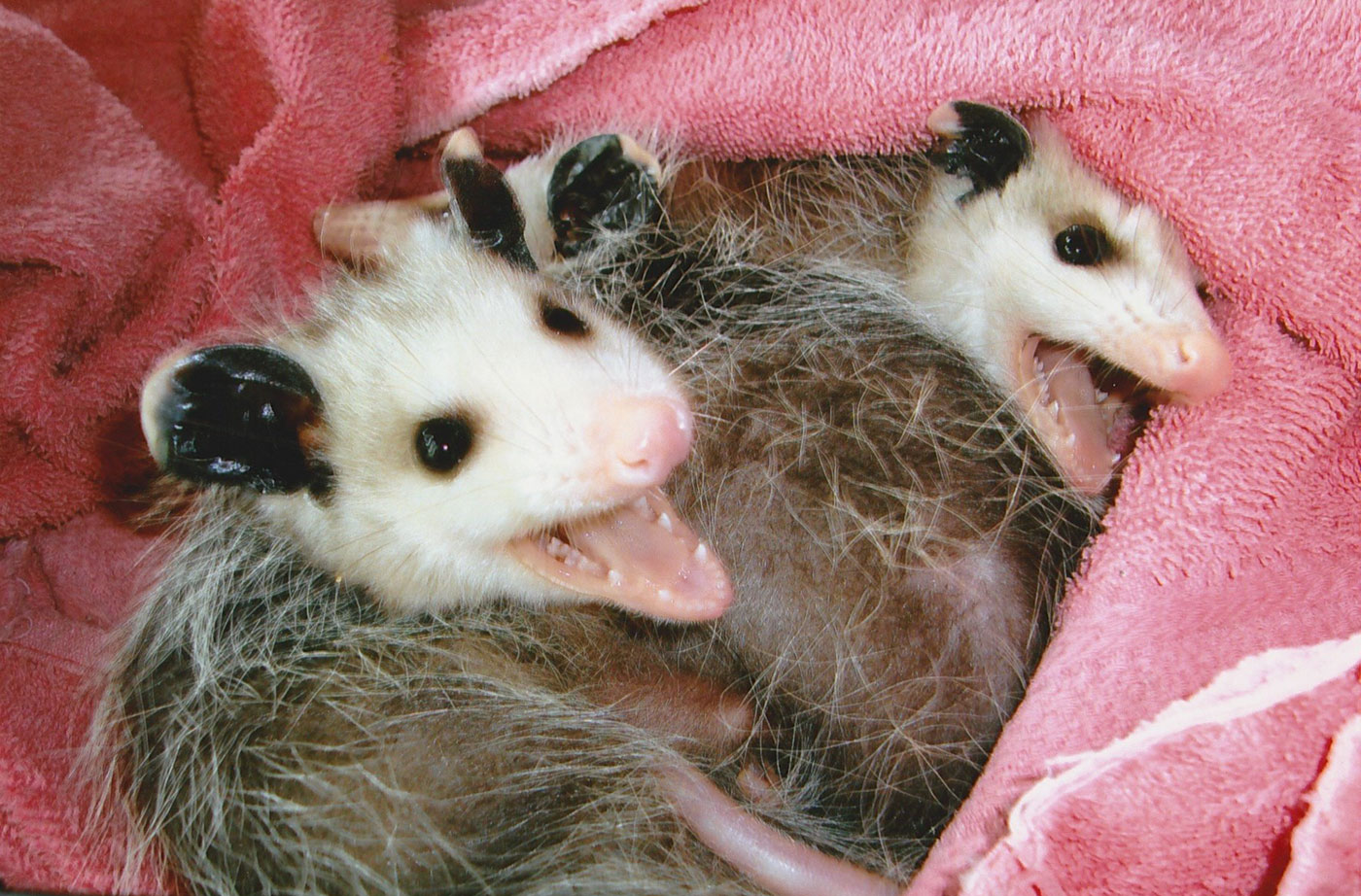 opossums