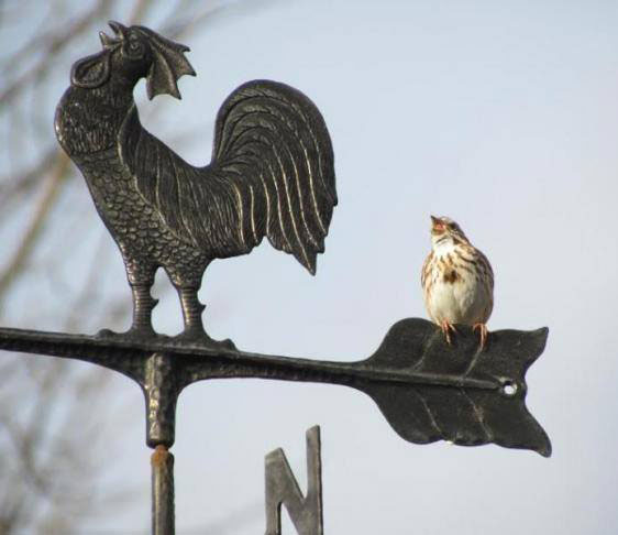 Song Sparrow on Weathervane