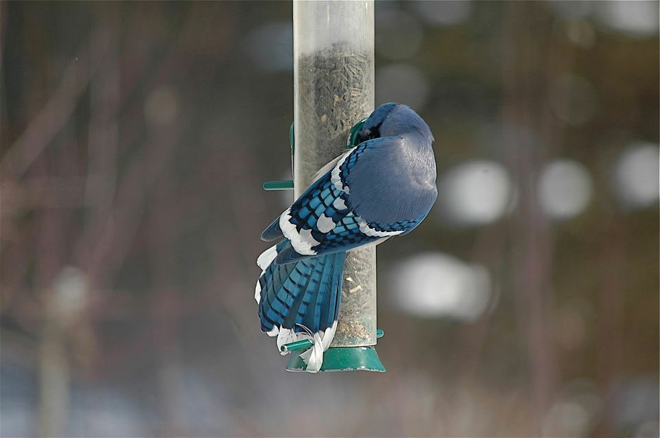 Blue Jay