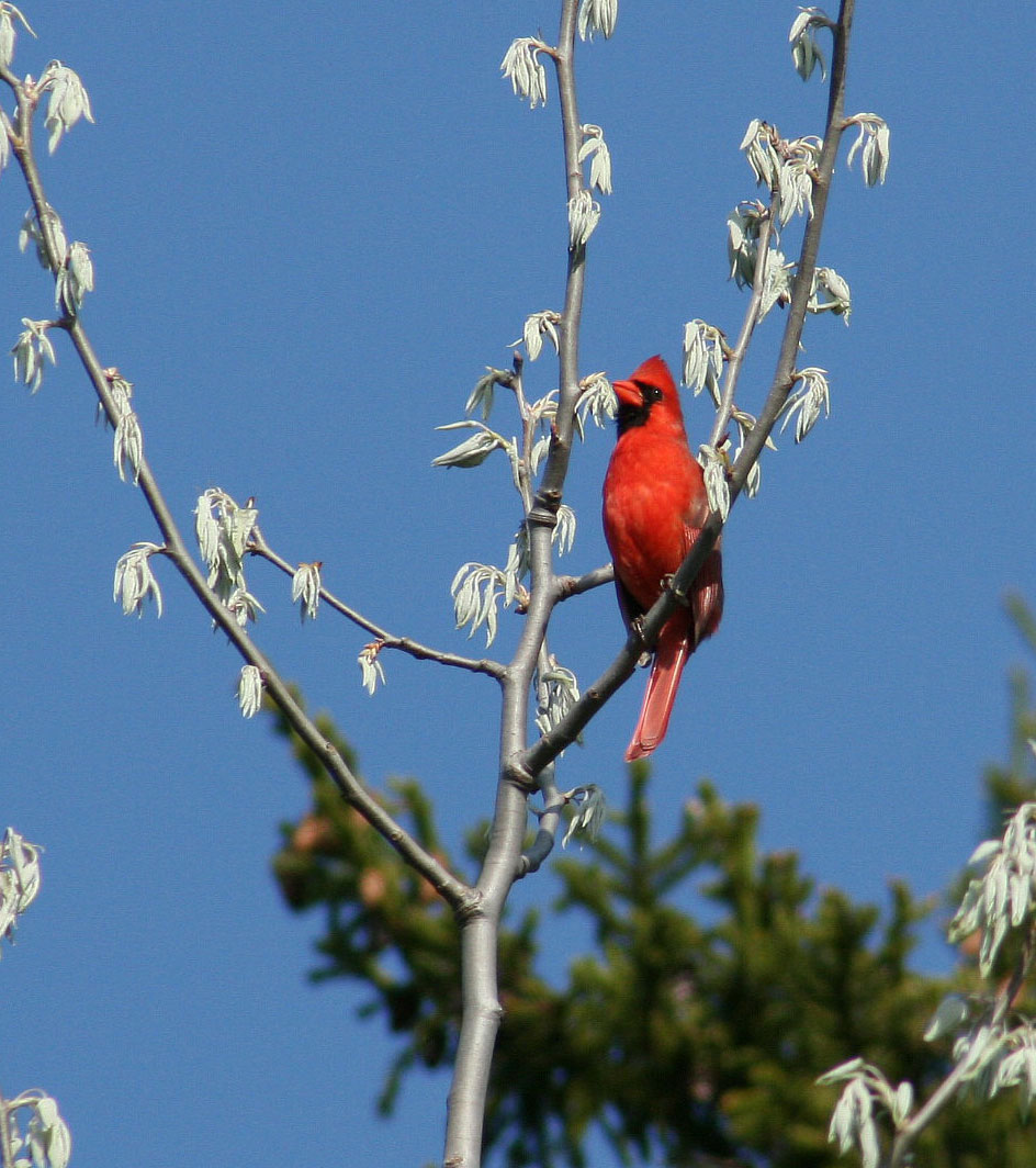 Northern Cardinal in tree