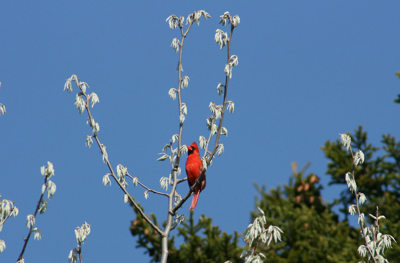 cardinal in tree