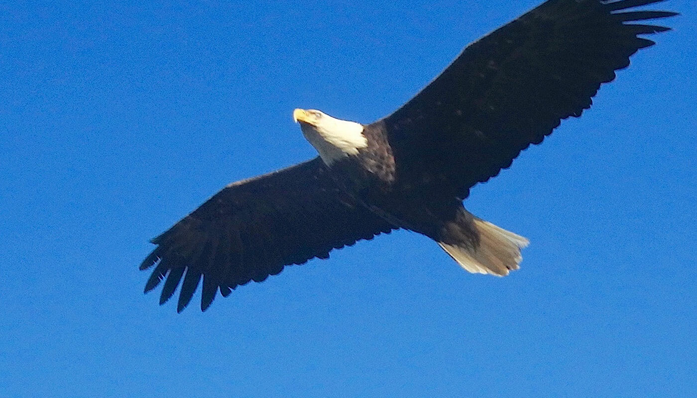 Bald Eagle