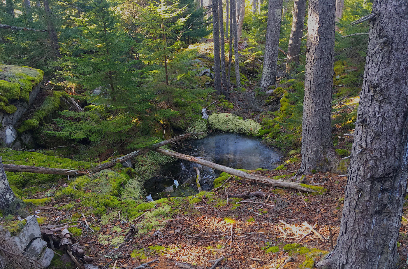 Mossy Pond on Clark Island