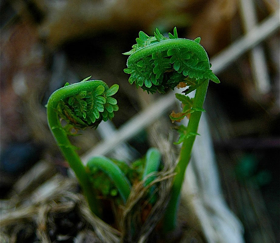 fiddleheads