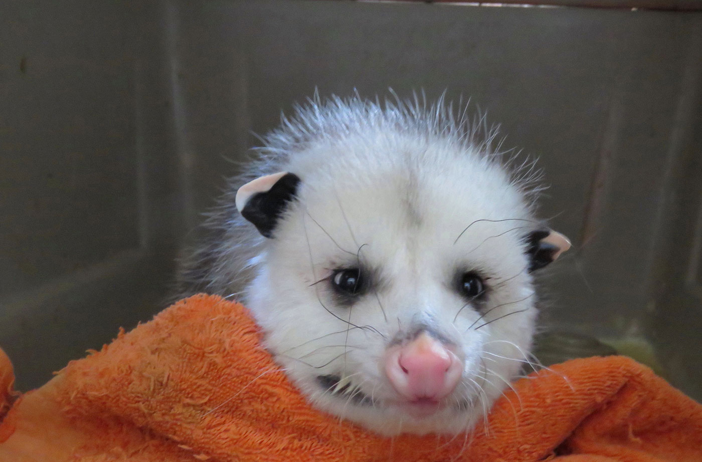 opossum