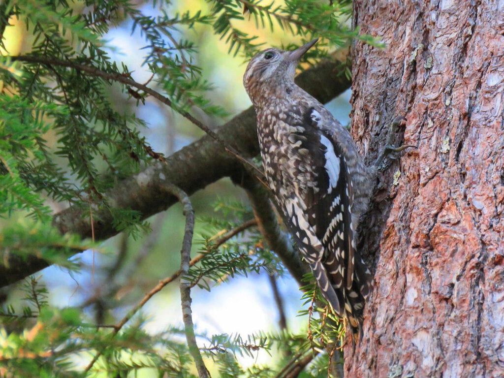 Yellow-bellied Sapsucker