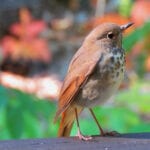 Hermit Thrush