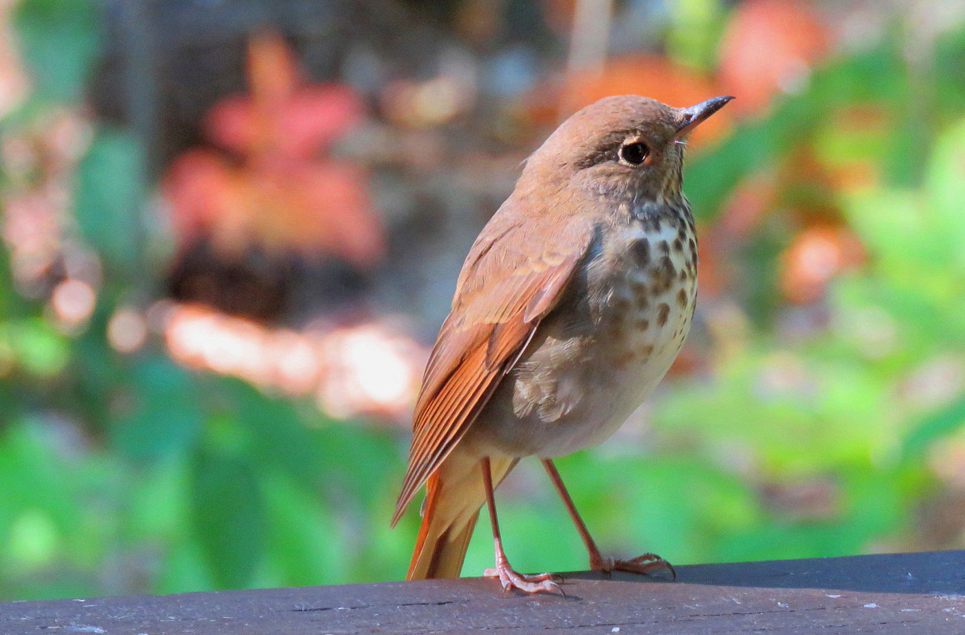 Hermit Thrush