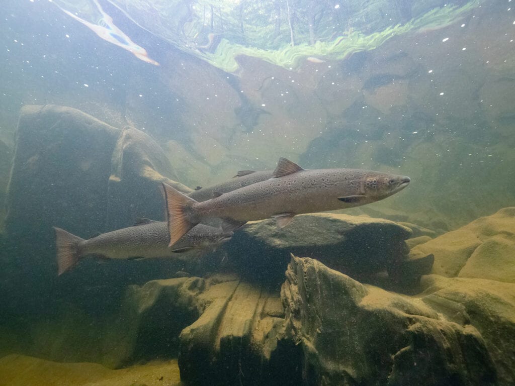 ASF-adult-salmon-sandy-river Atlantic salmon