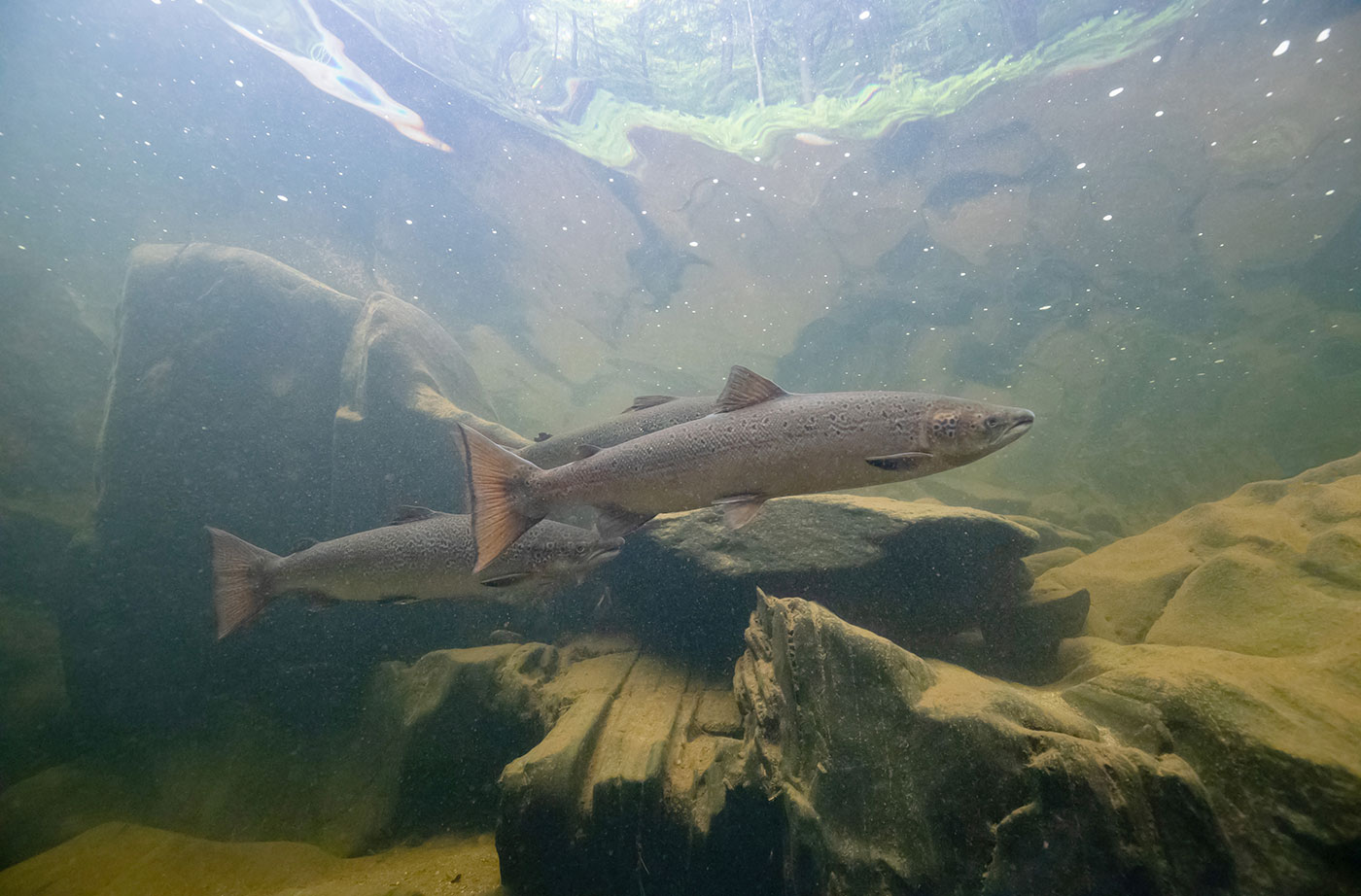 Atlantic salmon