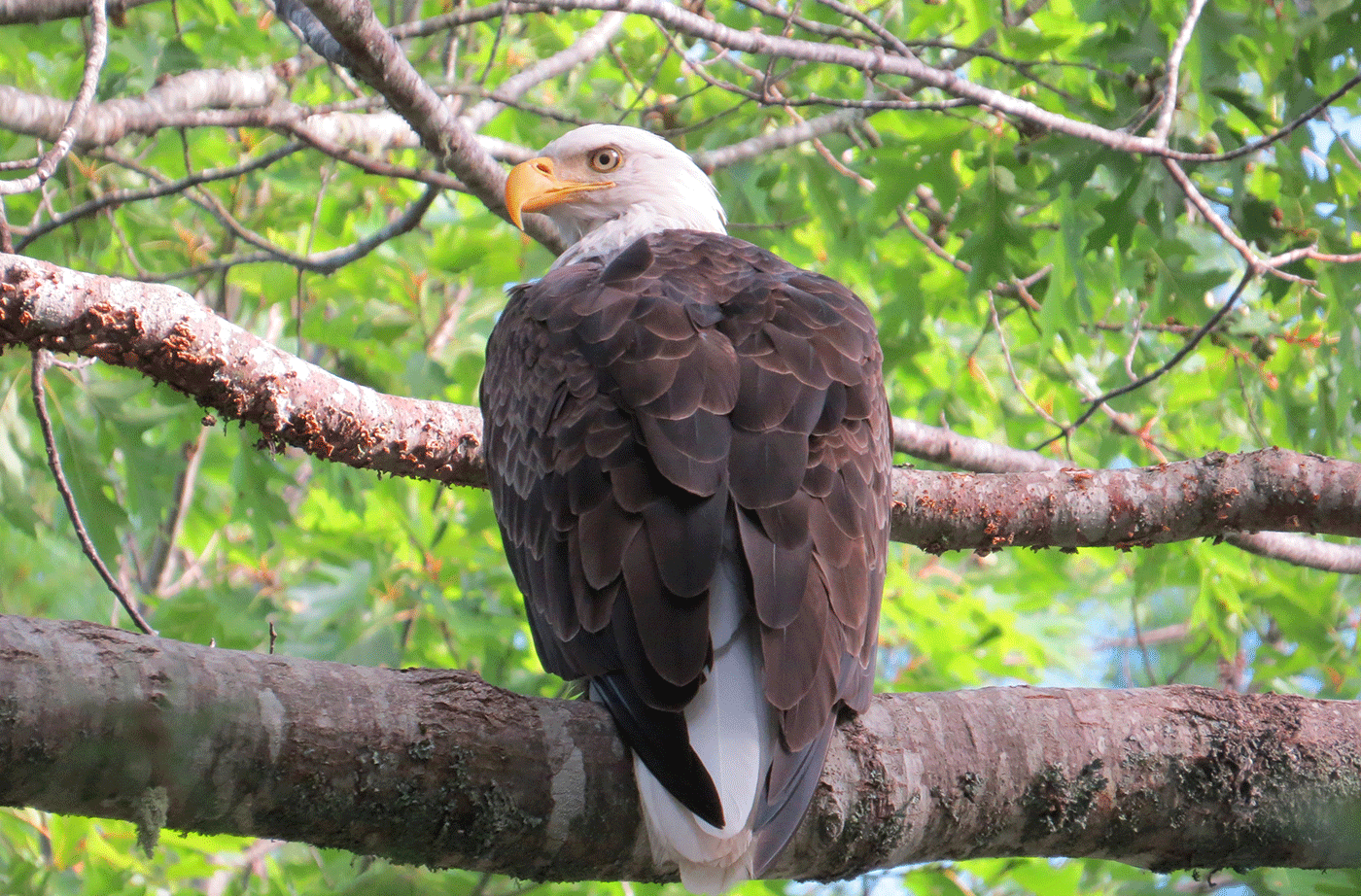 Bald Eagle