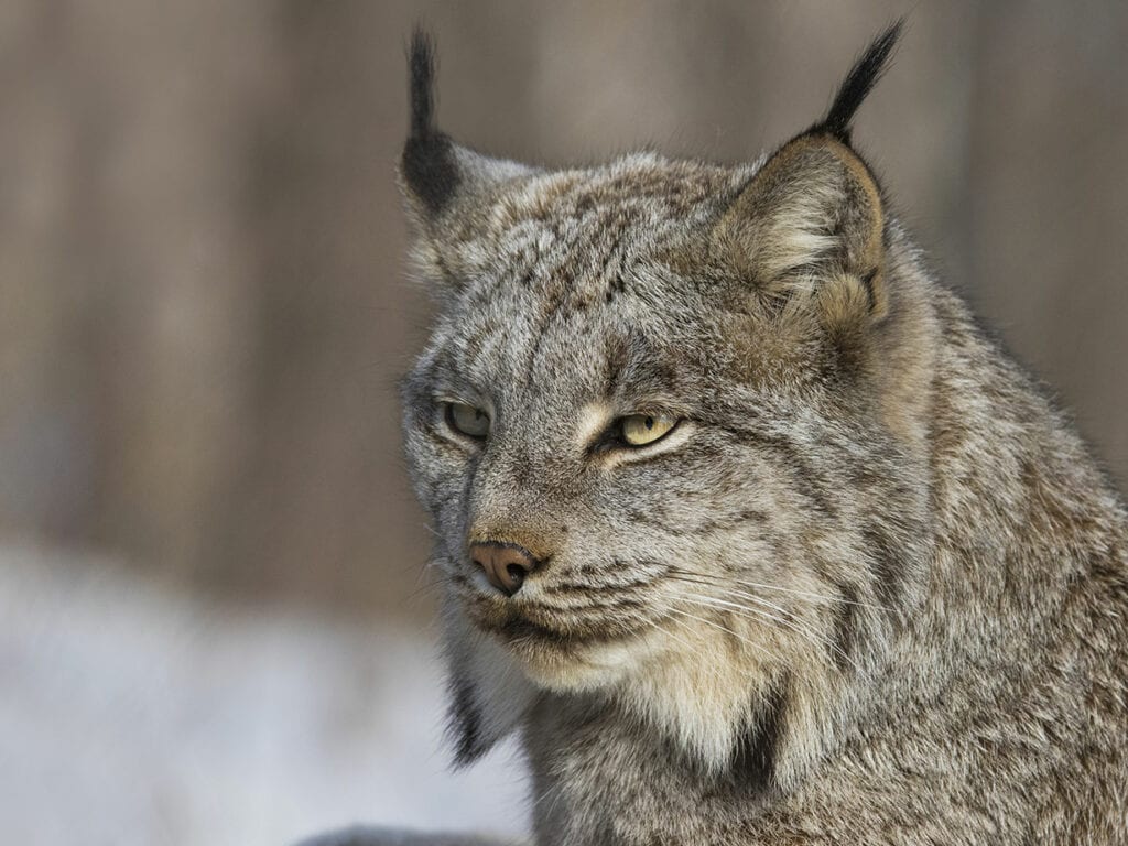 Canada Lynx