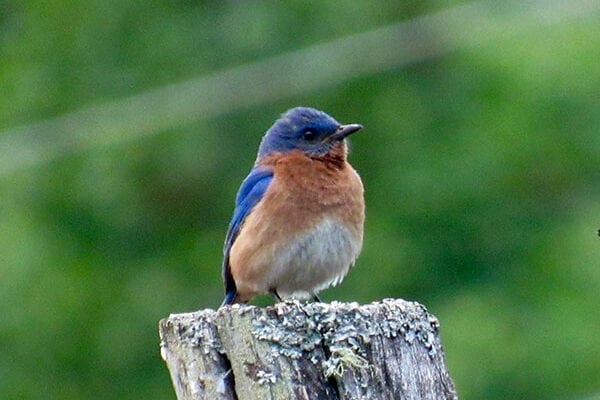 bluebird in tree