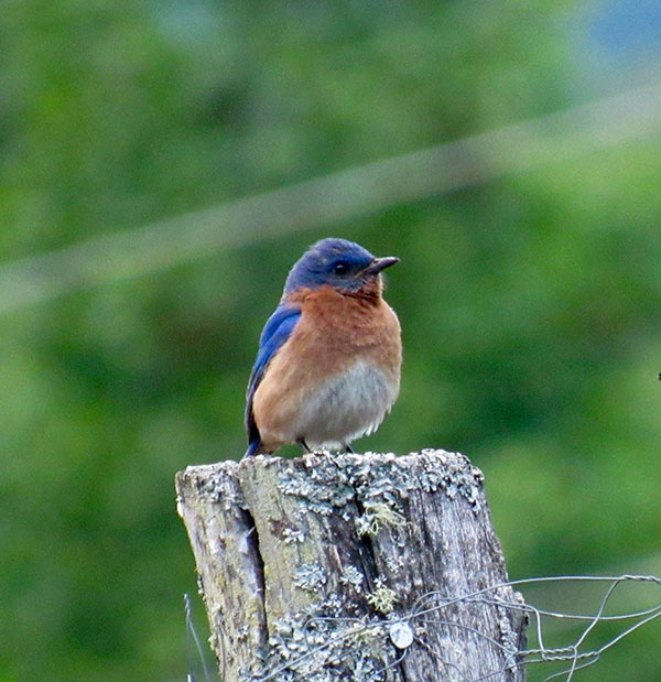 Eastern Bluebird