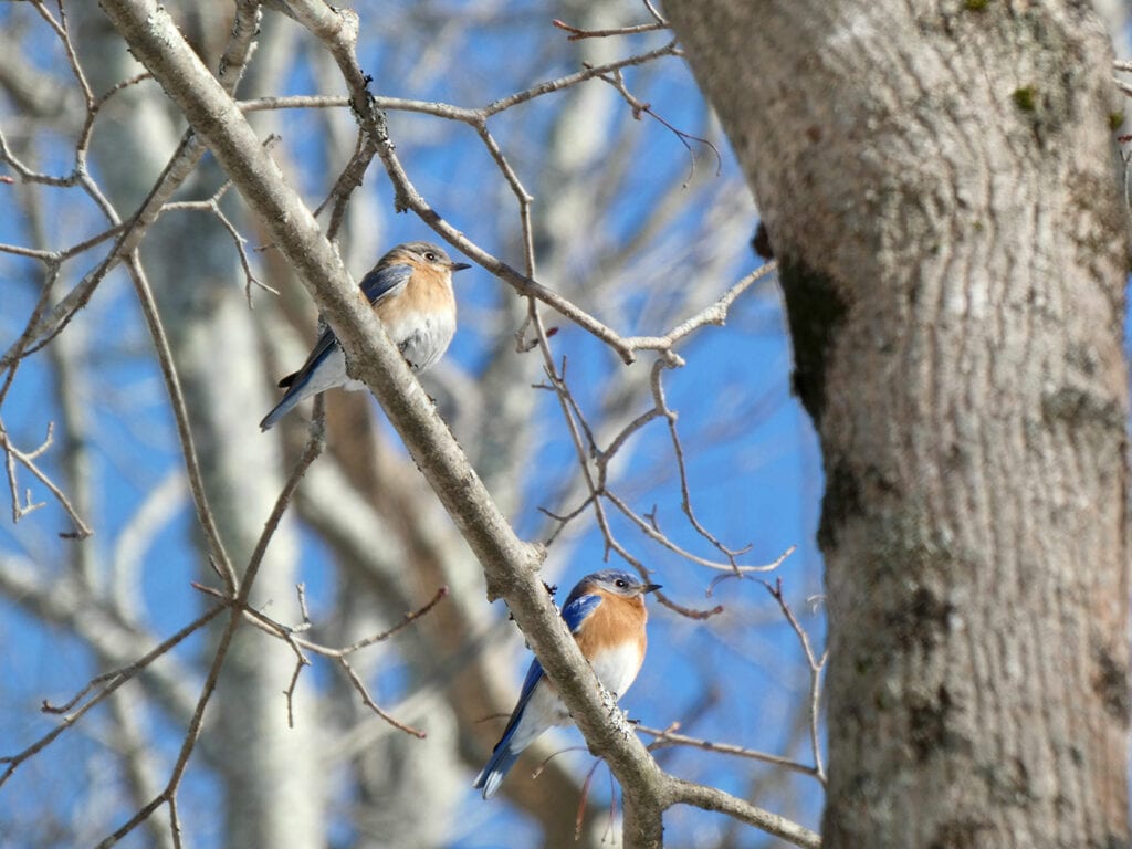 bluebirds in tree