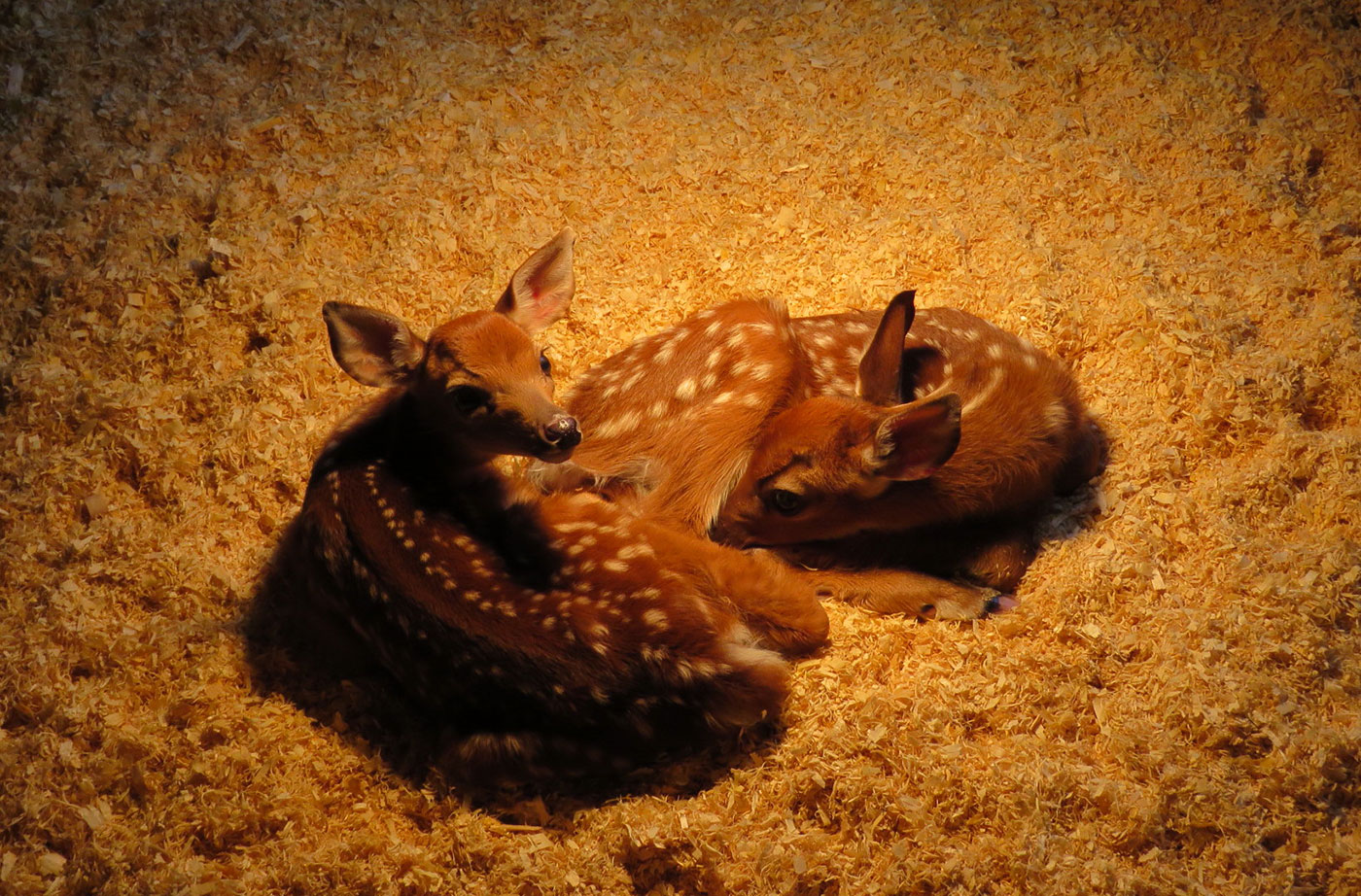 fawns under warming lamp