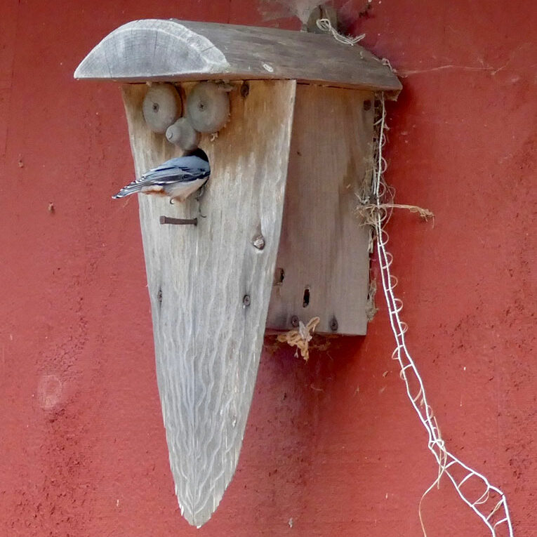 Nuthatch in birdhouse