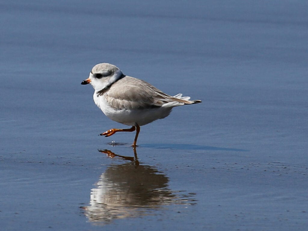 Piping Plover