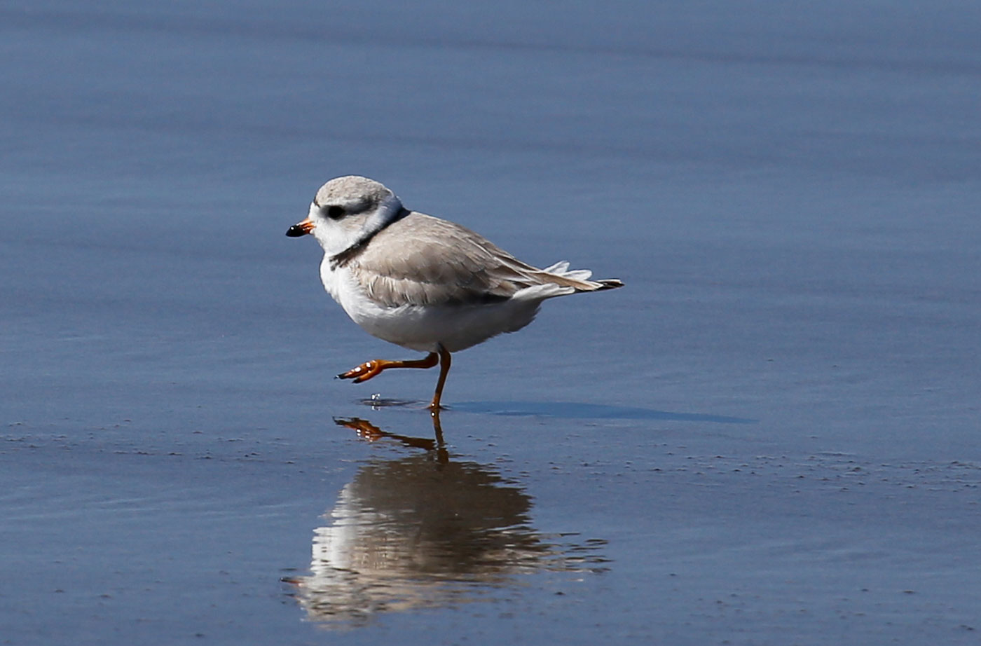 Piping Plover