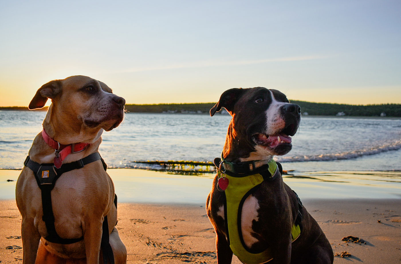 two dogs at Popham Beach