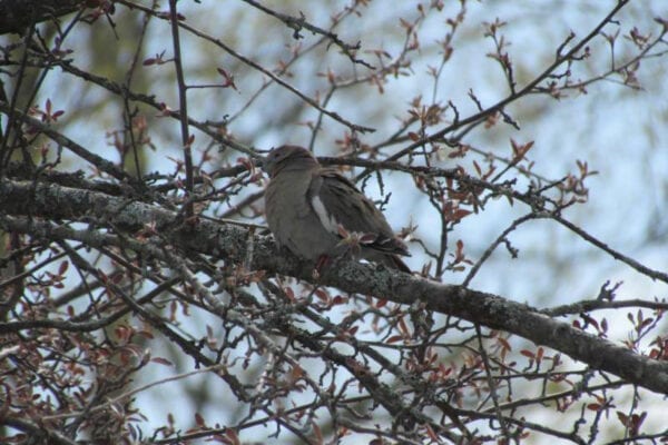 White-winged Dove in apple tree