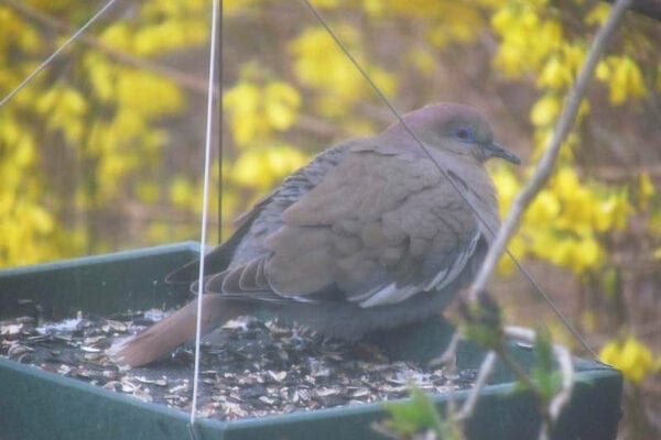 White-winged Dove at feeder