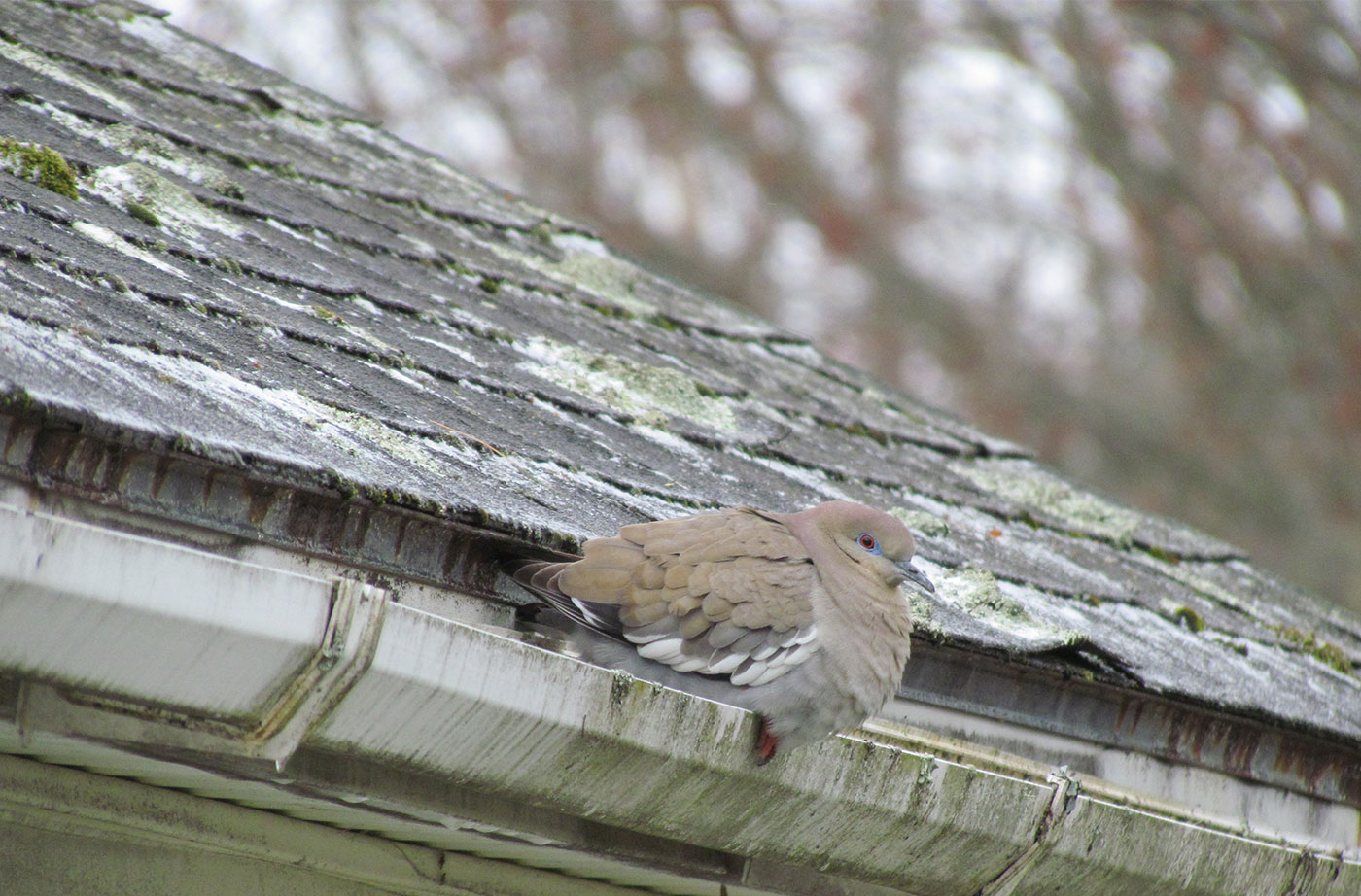 White-winged Dove on rooftop