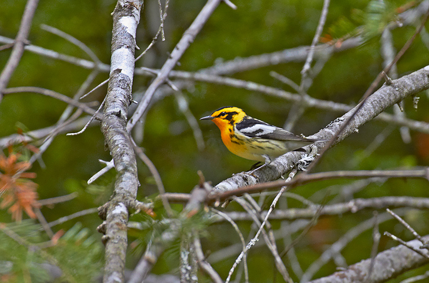 Blackburnian Warbler by Pam Wells