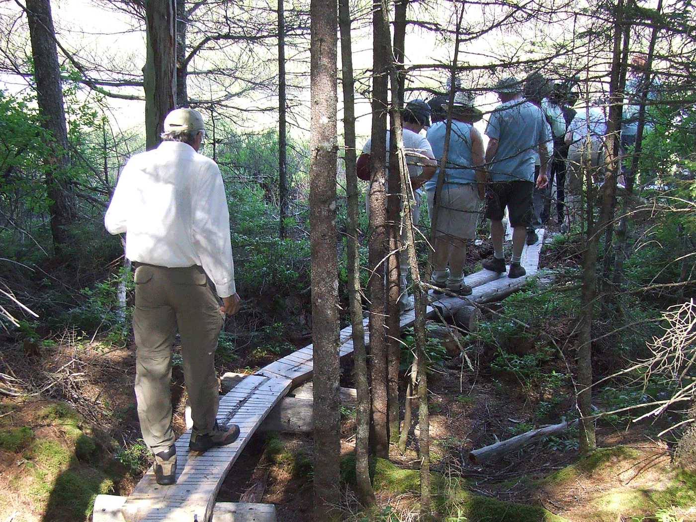 boardwalk into bog