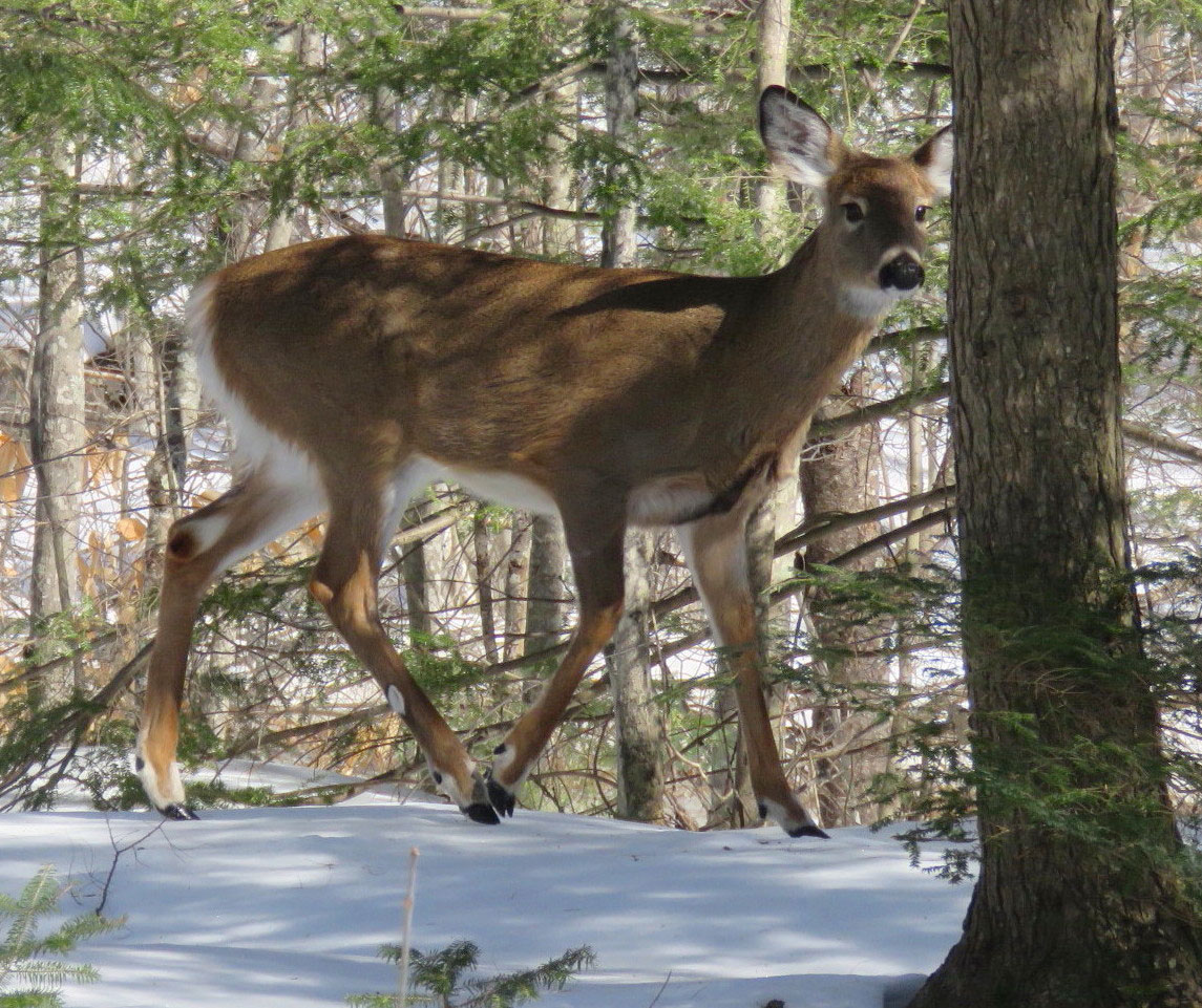 white-tailed deer