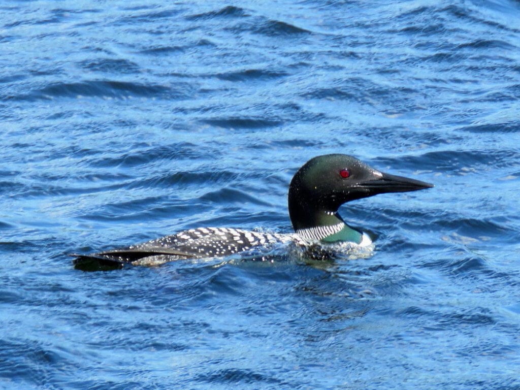 loon